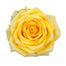 Yellow Roses