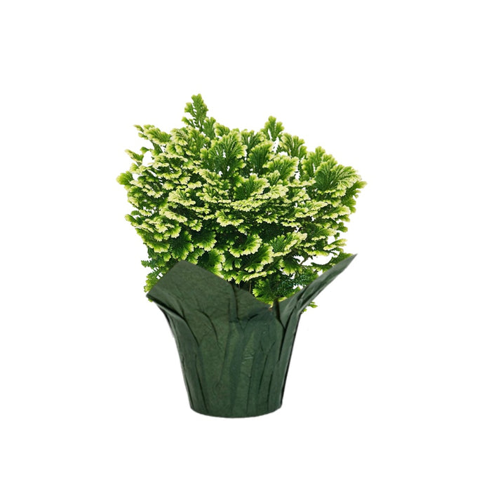 4 in Frosty Fern