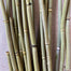 Equisetum - Natural