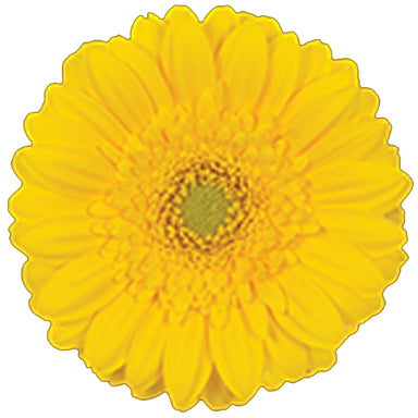 Germini Yellow Illios