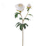 27 in Peony - Beige