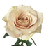 Novelty Roses