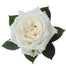 White Roses