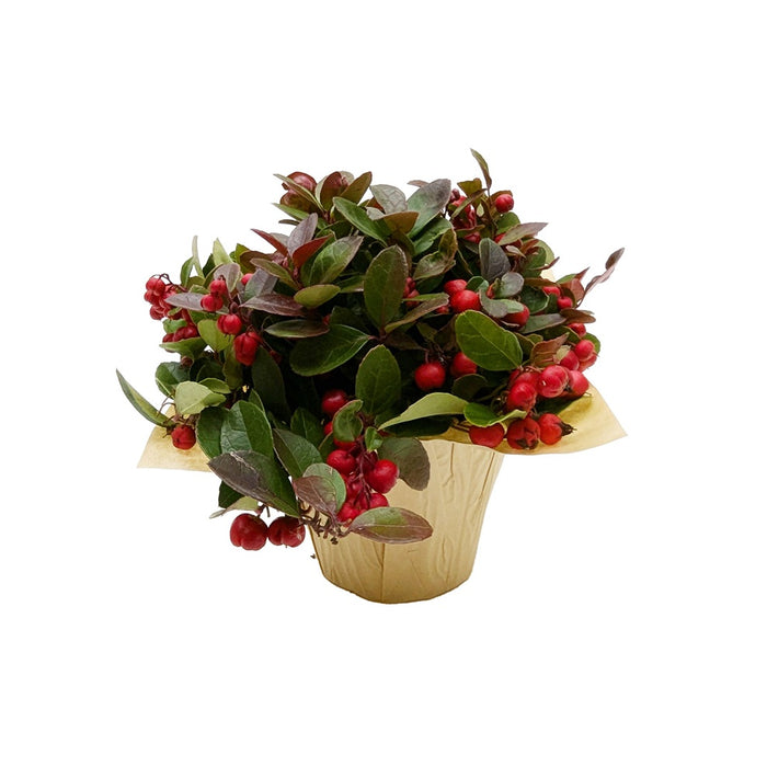 4 in Gaultheria