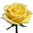 Yellow Roses