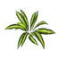 22 in Dracaena Massangeana