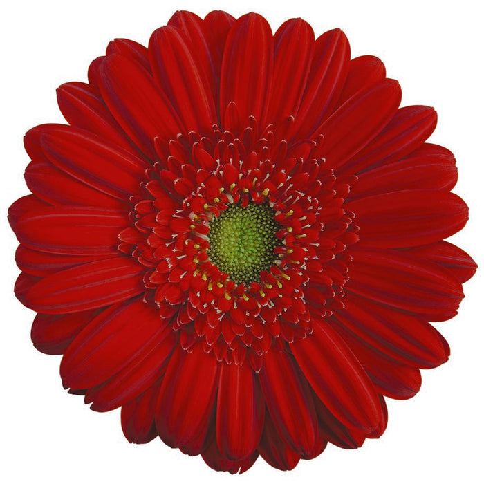 Gerbera Red Carambole