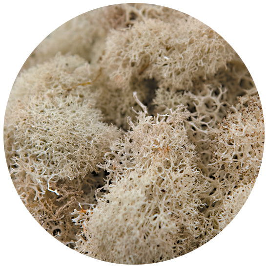 Reindeer Moss - Natural