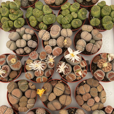 3 in Lithops