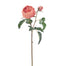 English Rose Short Stem - Pink