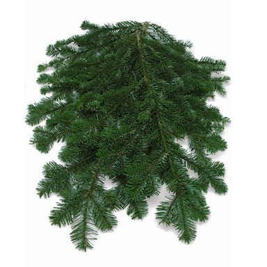 25lb Silver Fir Bale