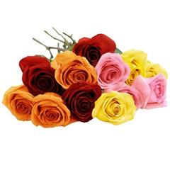 Rose Assorted 60cm
