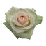 Pink Roses