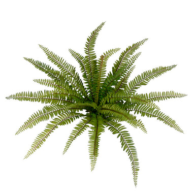 Boston Fern Bush - Green