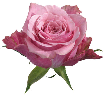 Rose Pink Art Deco 60cm