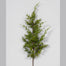 Conifers Spray
