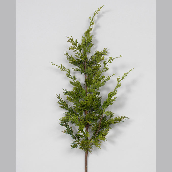Conifers Spray