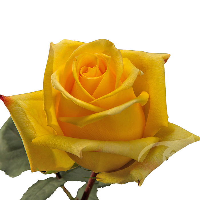 Yellow Roses