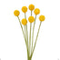 24" in L Pe Billy Button Spray x7 Yellow