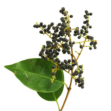 Privet