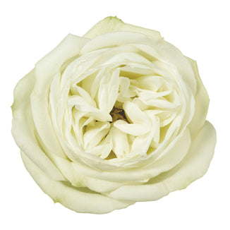 White Roses