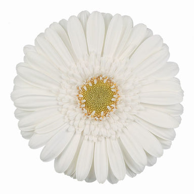 Germini White White Star