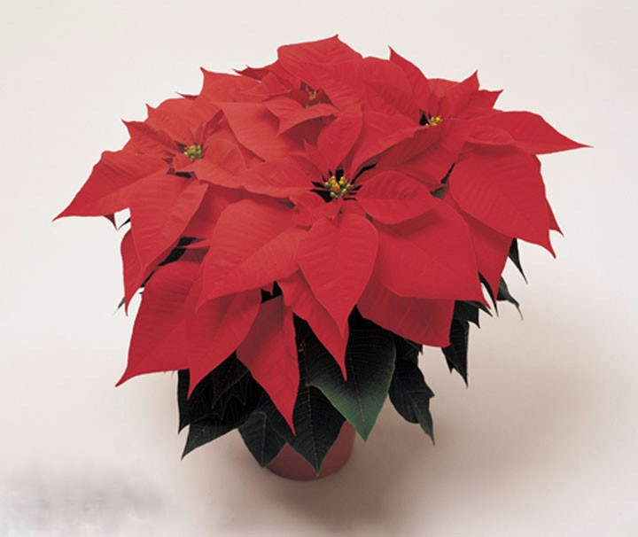Poinsettias 2020
