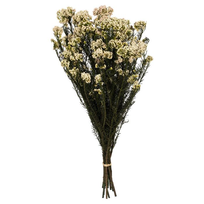 16 in Natural Blush Rice Flower (4.25oz Bunch)