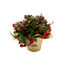 4 in Gaultheria