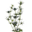 Eryngium