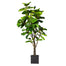 7' Fiddle Leaf Fig Tree