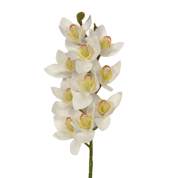 29 in Cymbidium