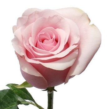Pink Roses