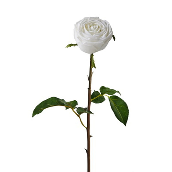 24 in English Rose - White