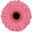Gerber Daisy