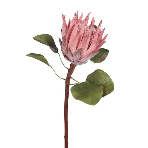 Protea King