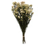 16 in Natural Blush Rice Flower (4.25oz Bunch)
