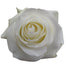White Roses