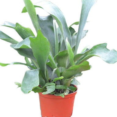 6 in Staghorn Fern
