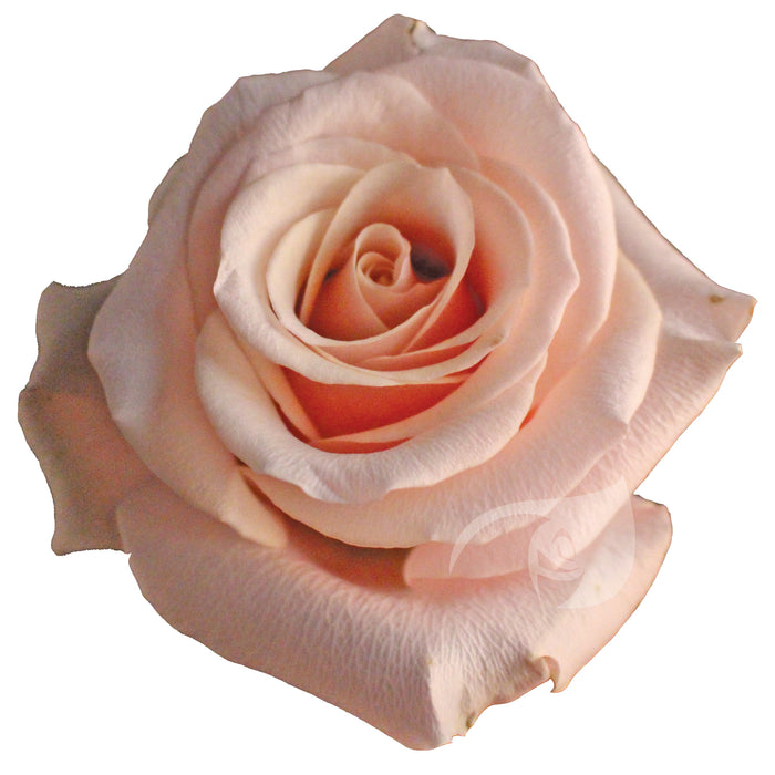 Pink Roses