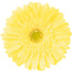Gerbera Cream Passito