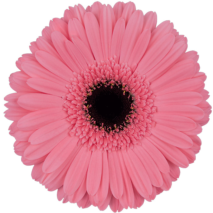 Gerber Daisy