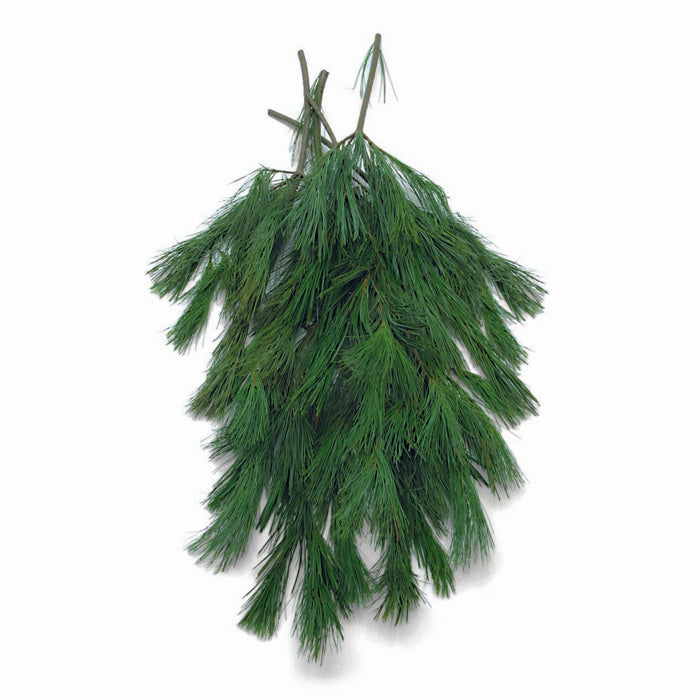 25lb Princess Pine Case