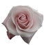 Pink Roses