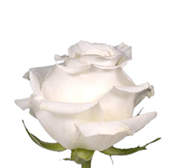 White Roses