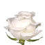 White Roses
