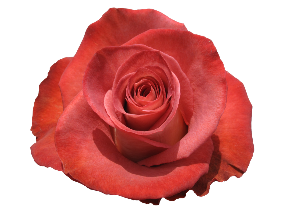 Novelty Roses