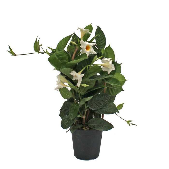 Mandevilla Trellis