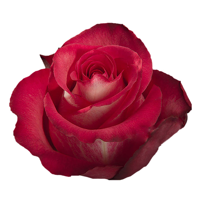 Novelty Roses