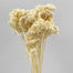 Achillea bleached